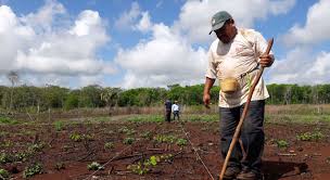 Desarrollo rural en Yucatán: Acciones estratégicas y el plan Renacimiento Maya
