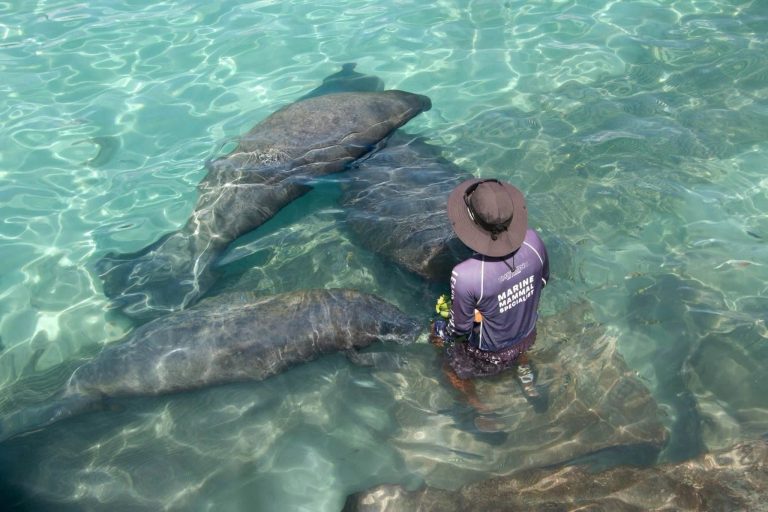 Dolphin Discovery renueva certificación de American Humane en cuatro destinos de Quintana Roo