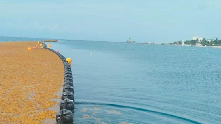 Fonatur centraliza la contención de sargazo en el estado de Quintana Roo